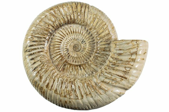 Jurassic Ammonite (Perisphinctes) - Madagascar #227473